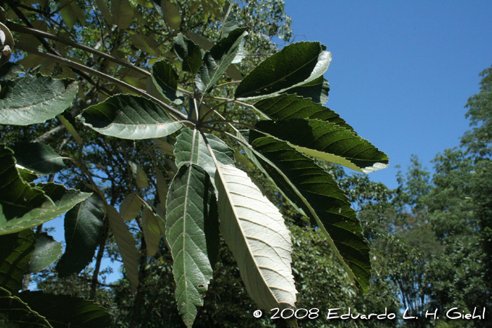 Handroanthus albus