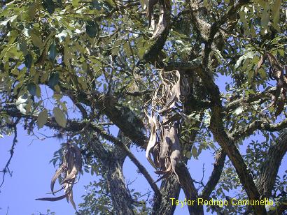 Handroanthus albus