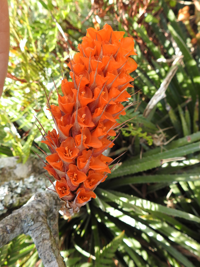 Dyckia reitzii