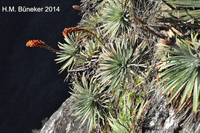 Dyckia reitzii