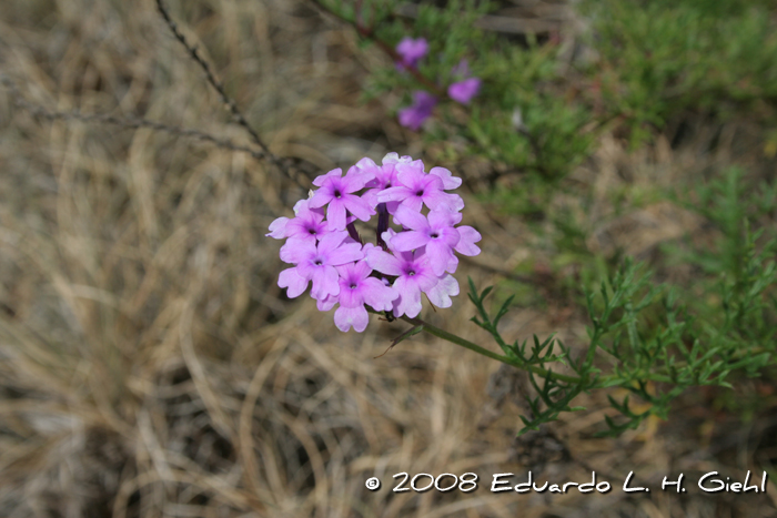 Glandularia aristigera