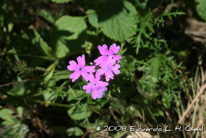 Glandularia aristigera