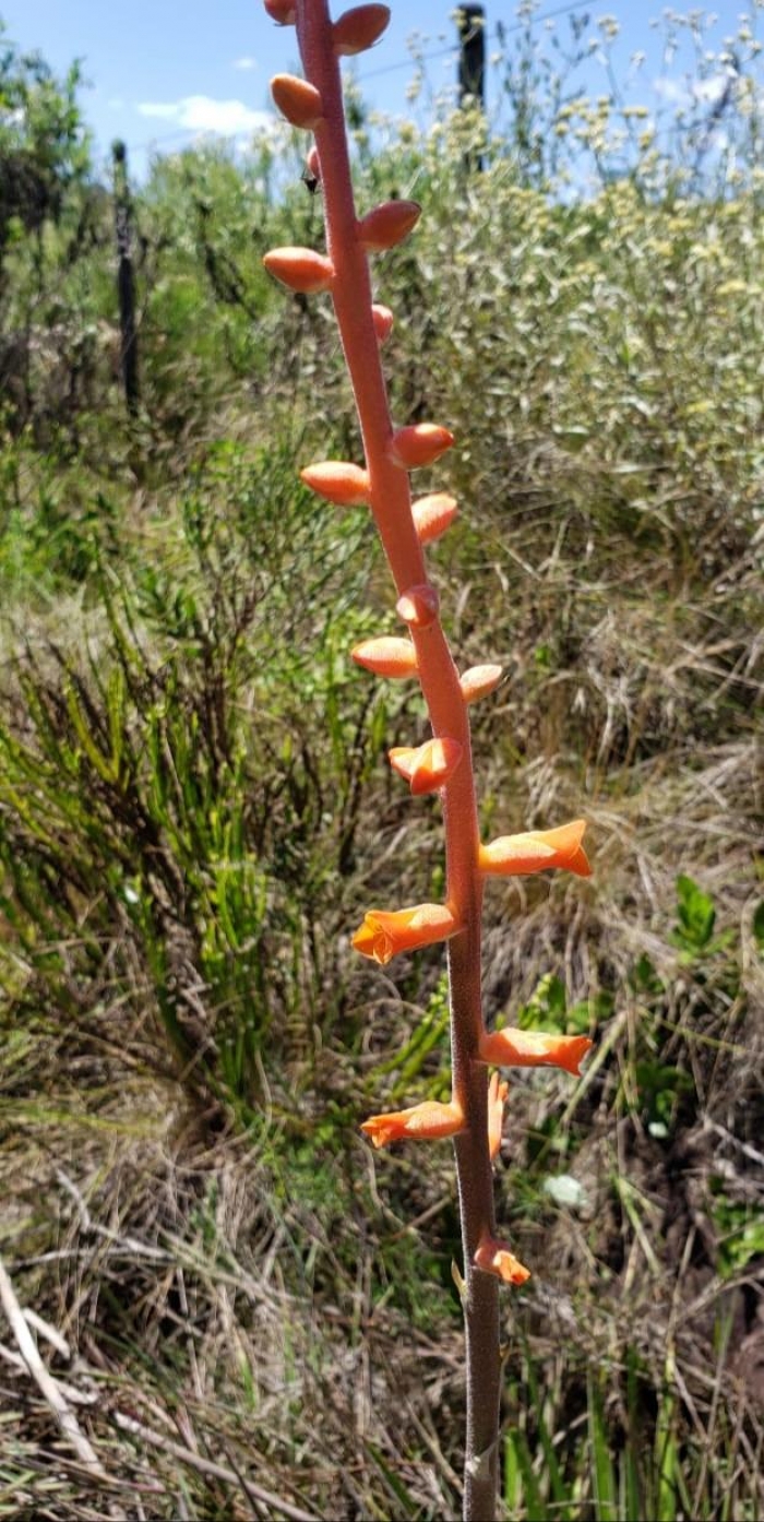 Dyckia tuberosa
