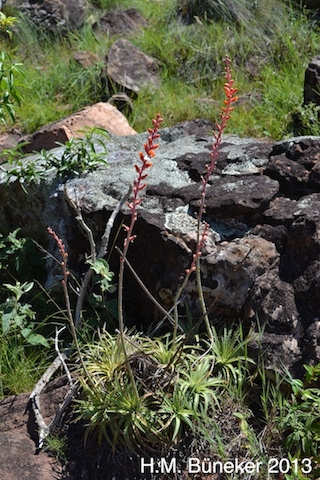 Dyckia waechteri