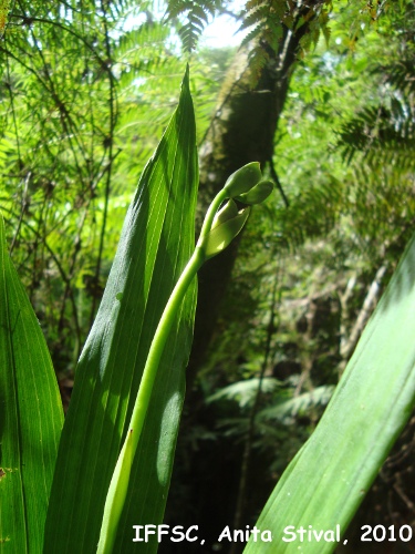 Zygopetalum maxillare