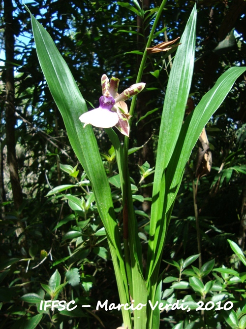 Zygopetalum maxillare