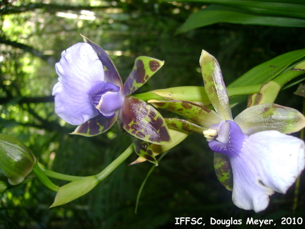 Zygopetalum maxillare