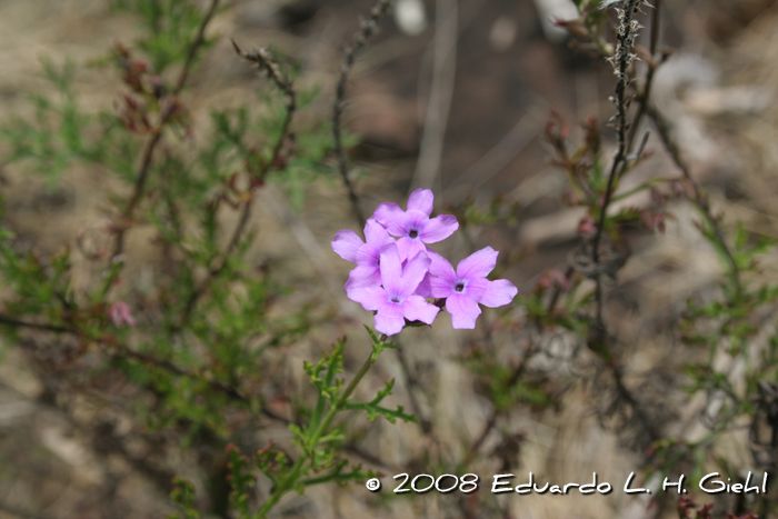 Glandularia aristigera