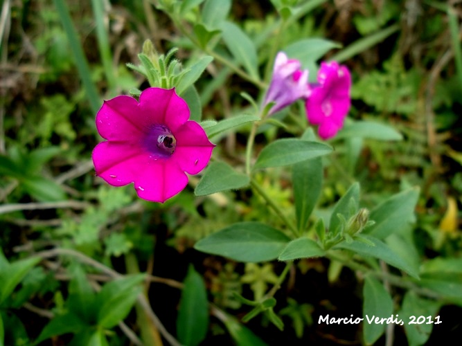 Petunia integrifolia