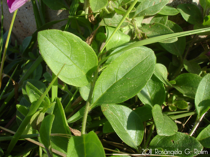 Petunia integrifolia