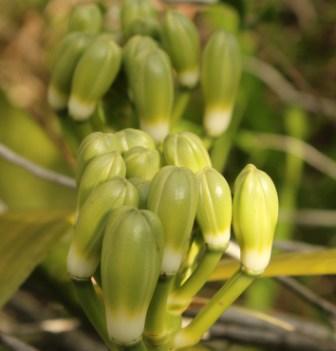 Vanilla chamissonis