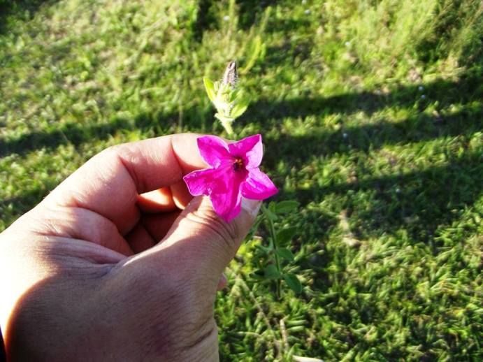 Petunia integrifolia