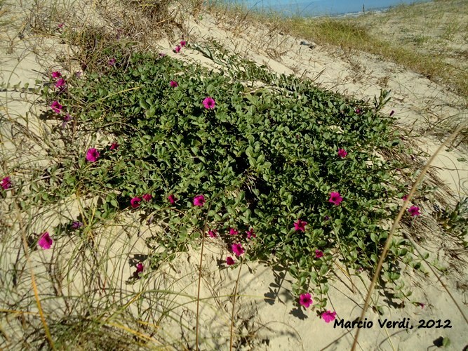 Petunia integrifolia