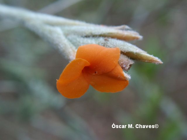 Tillandsia crocata