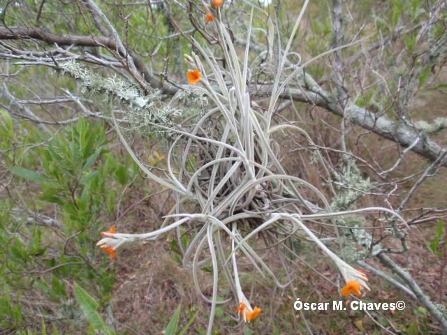 Tillandsia crocata