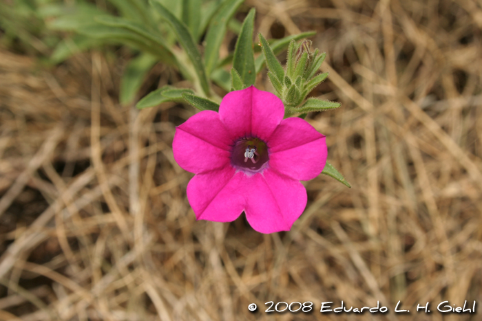 Petunia integrifolia