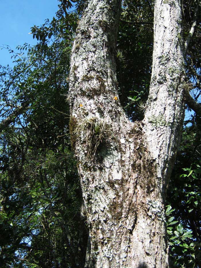 Tillandsia crocata