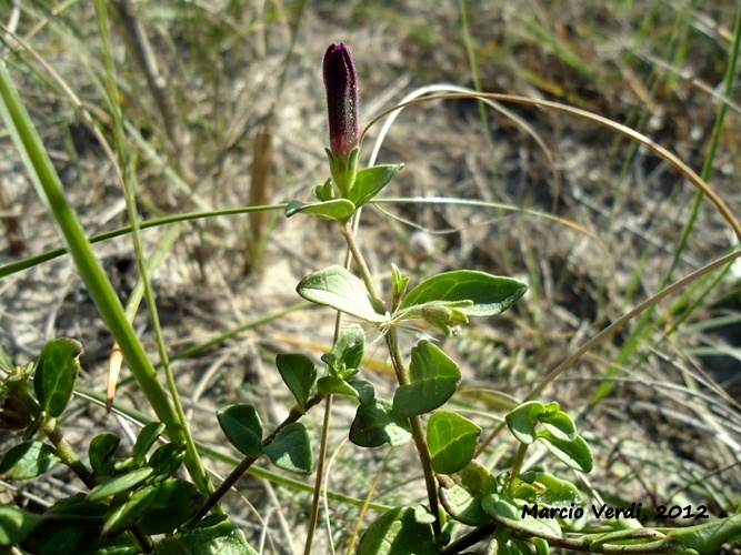 Petunia integrifolia