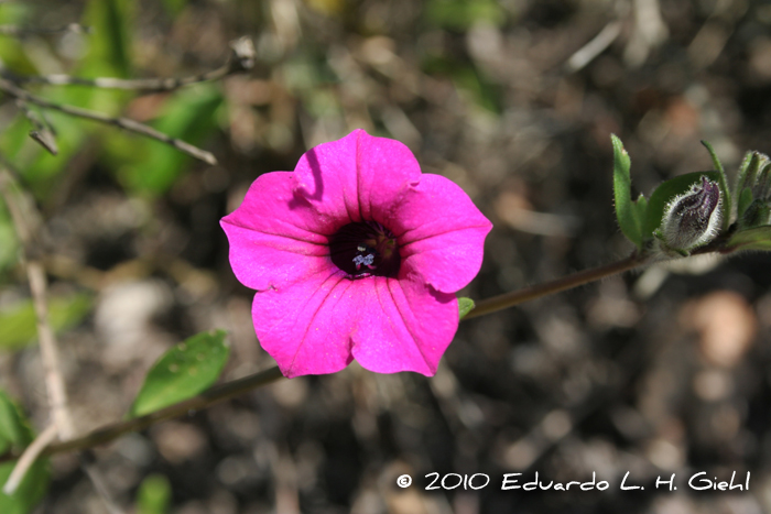 Petunia integrifolia