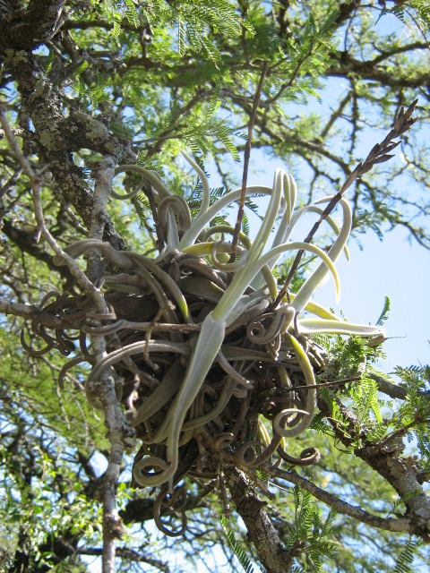 Tillandsia duratii