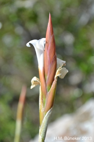 Tillandsia lorentziana