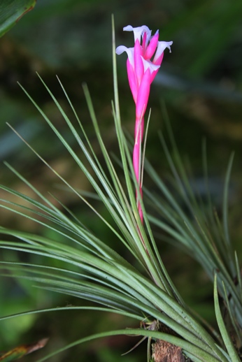 Tillandsia tenuifolia