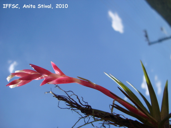 Tillandsia tenuifolia