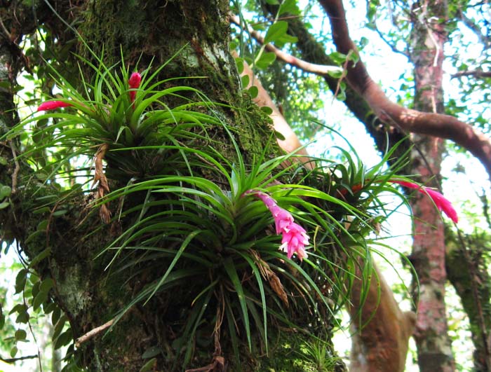 Tillandsia tenuifolia