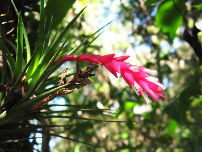 Tillandsia tenuifolia