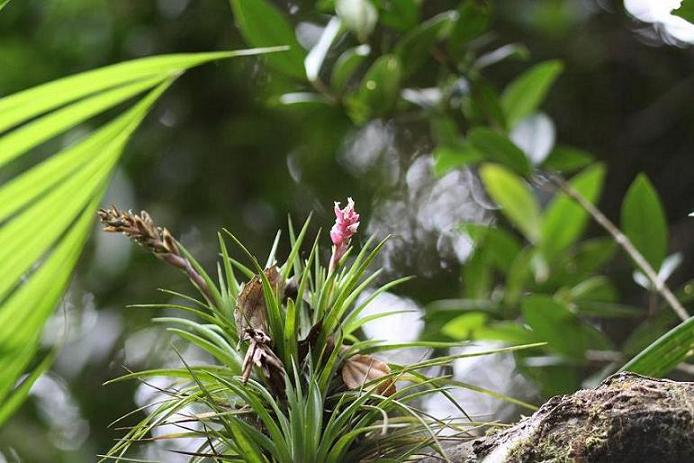 Tillandsia tenuifolia