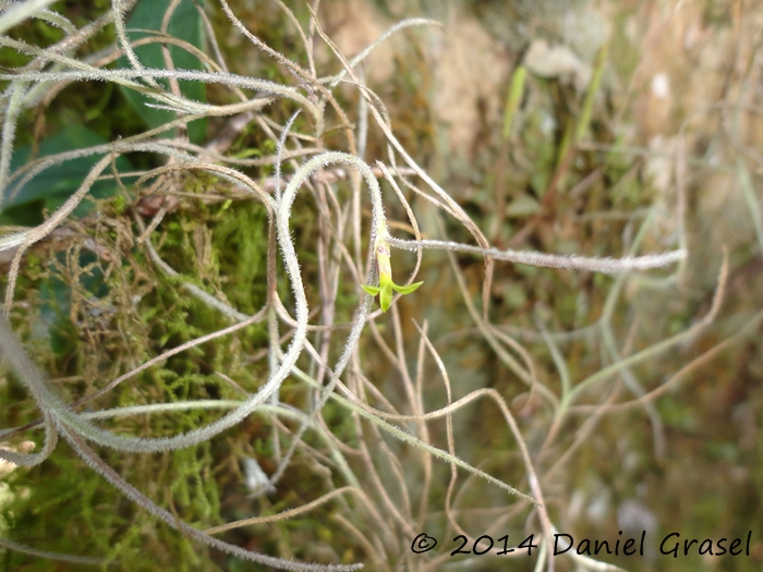 Tillandsia usneoides