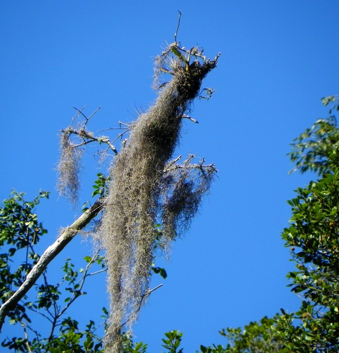 Tillandsia usneoides