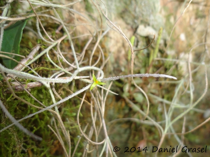 Tillandsia usneoides