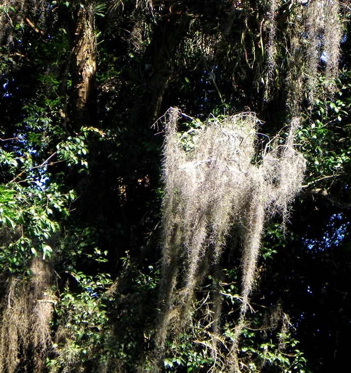Tillandsia usneoides