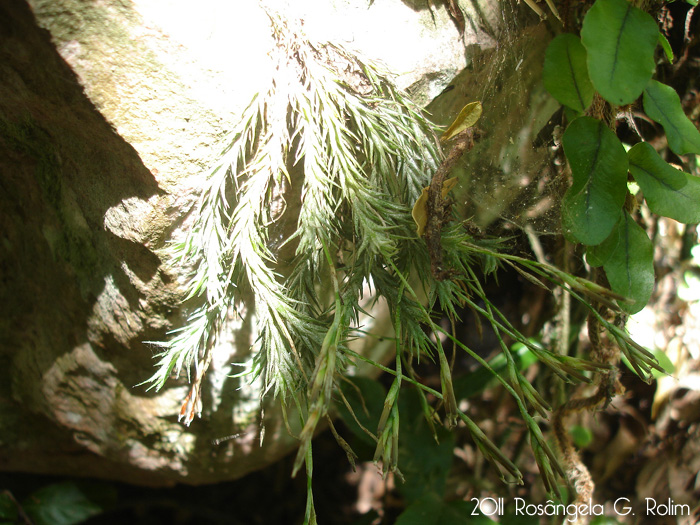 Tillandsia tricholepis