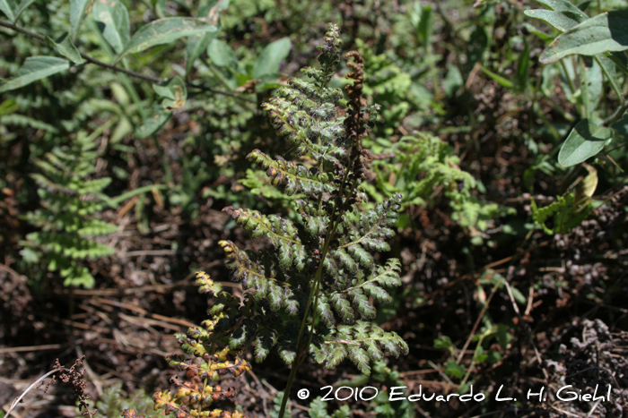 Anemia tomentosa