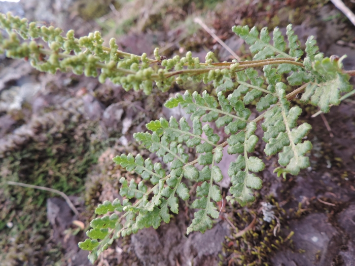 Anemia tomentosa