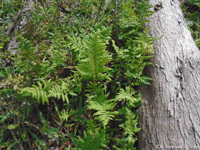 Anemia tomentosa