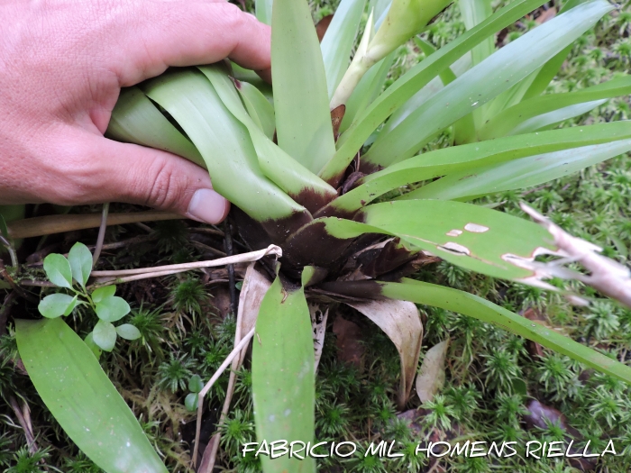 Vriesea erythrodactylon