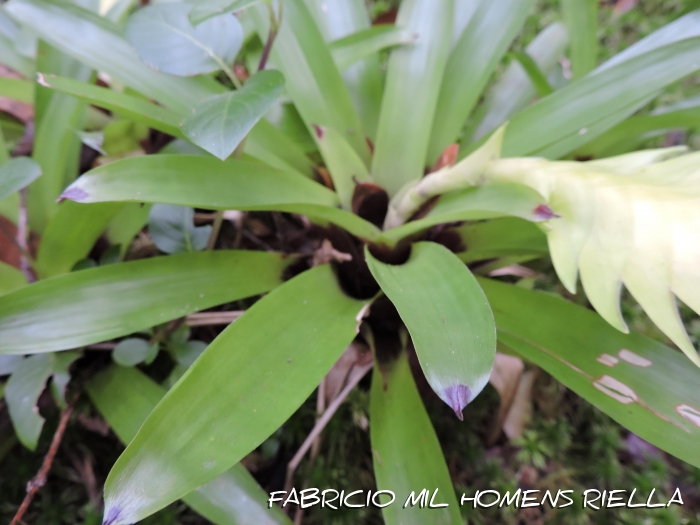 Vriesea erythrodactylon