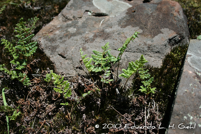 Anemia tomentosa