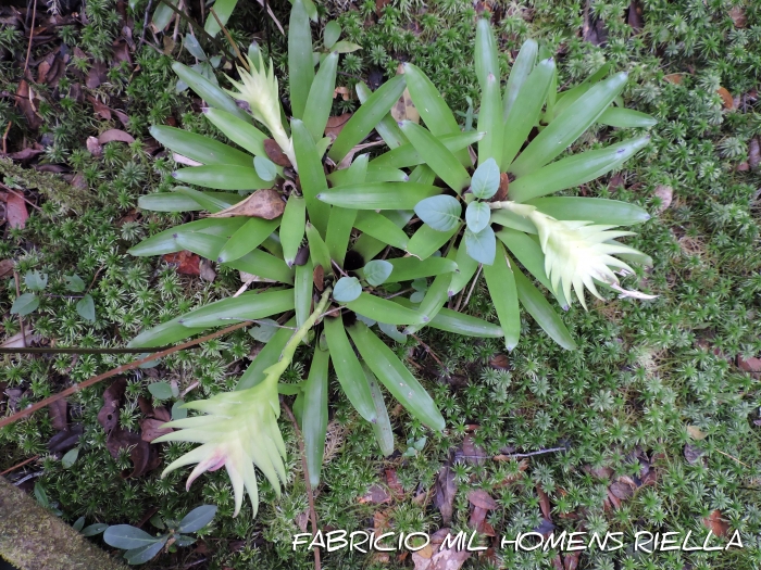 Vriesea erythrodactylon