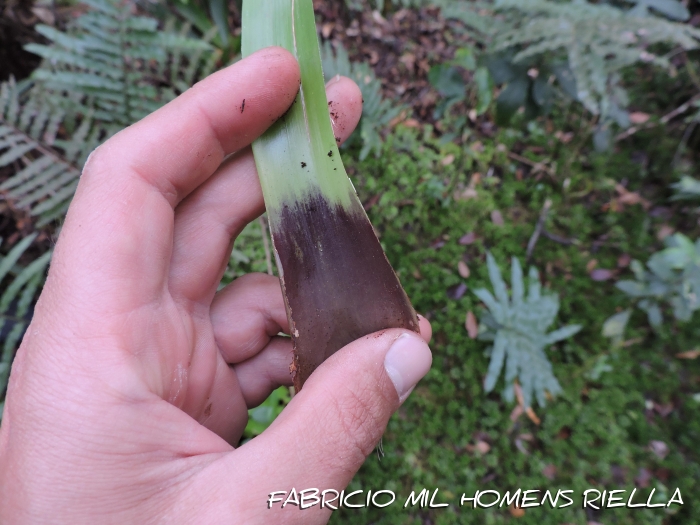 Vriesea erythrodactylon