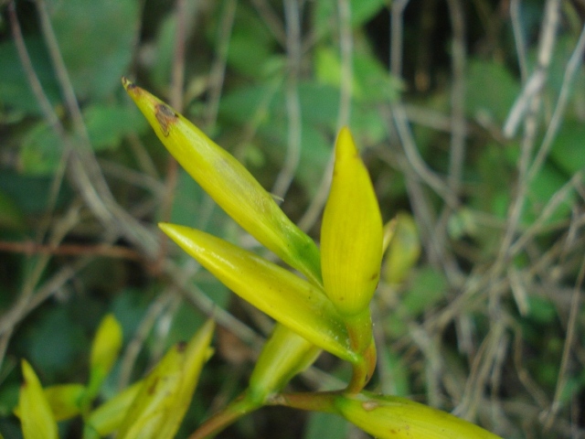 Vriesea friburgensis