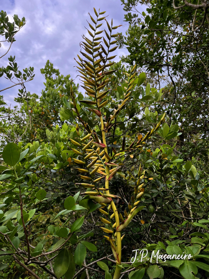 Vriesea friburgensis