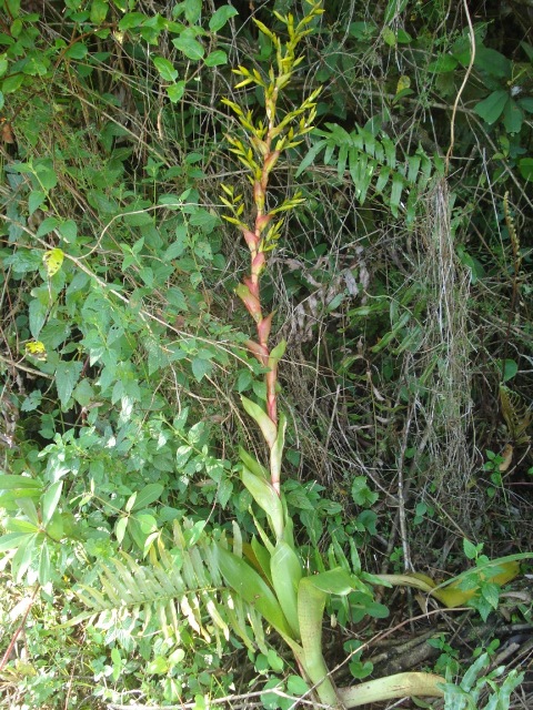 Vriesea friburgensis