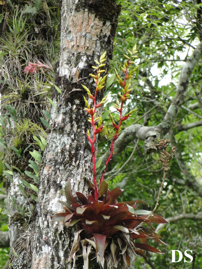 Vriesea friburgensis