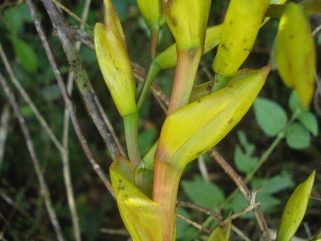 Vriesea friburgensis