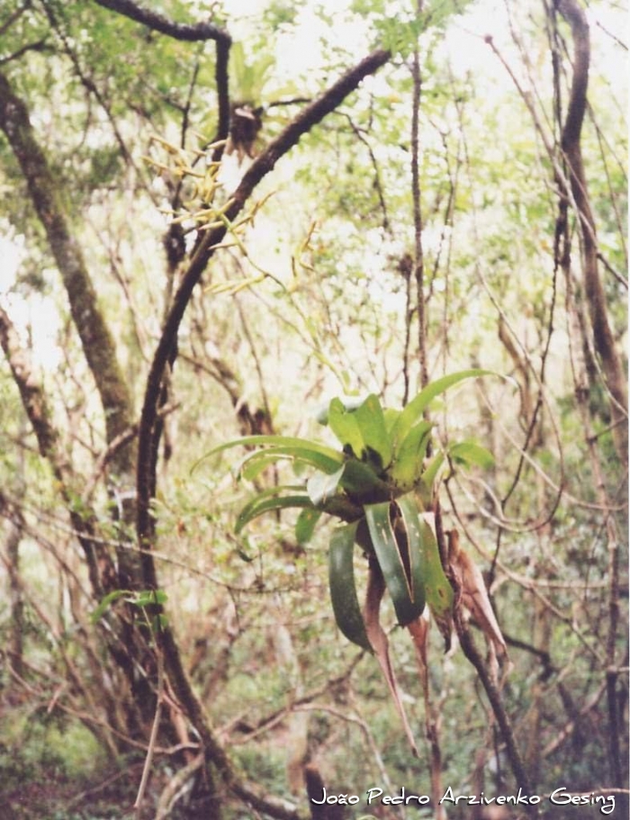 Vriesea friburgensis
