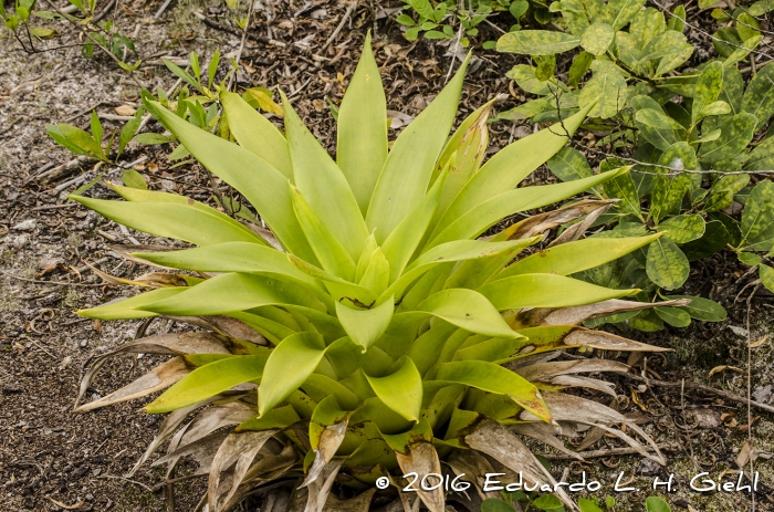 Vriesea friburgensis